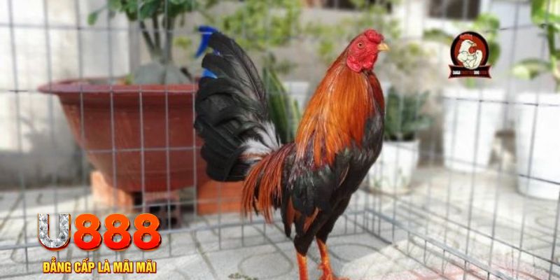 viva88net game máy bay nổ hũ