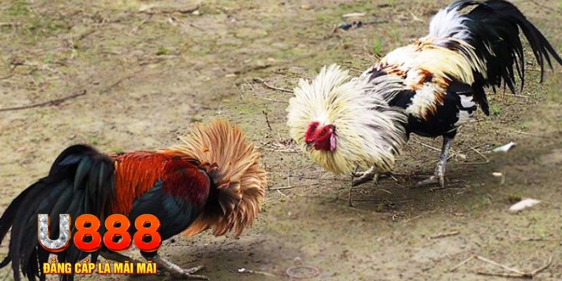 viva88net game nổ hũ là gì